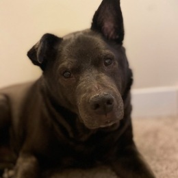 a dog