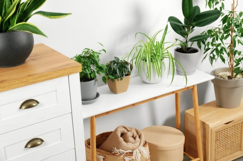 a group of potted plants on a table
